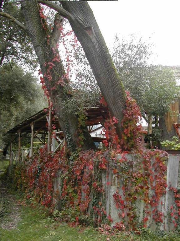 Malom Tanya Panzio Zalacséb Exterior foto